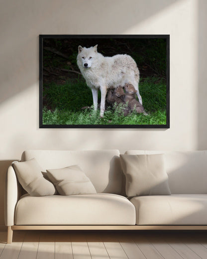 Wandbild Arktische Wölfe – Remus und Romulus