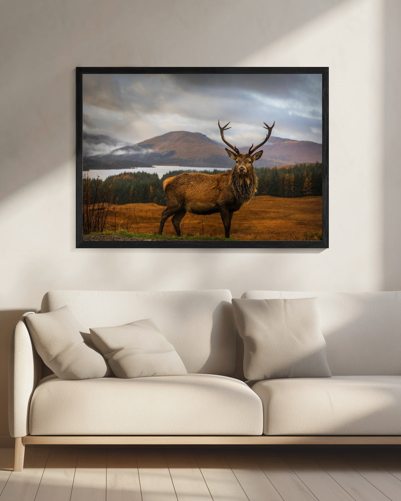 Scottish Stag