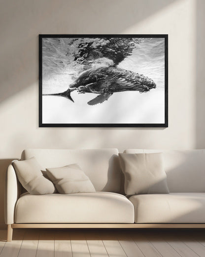Humpback whale calf