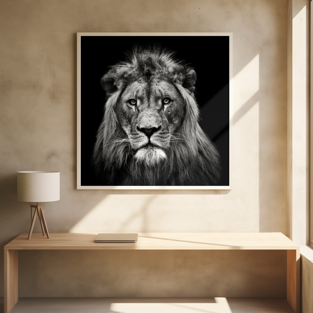 Wandbild Leinwanddruck Junger männlicher Löwe
