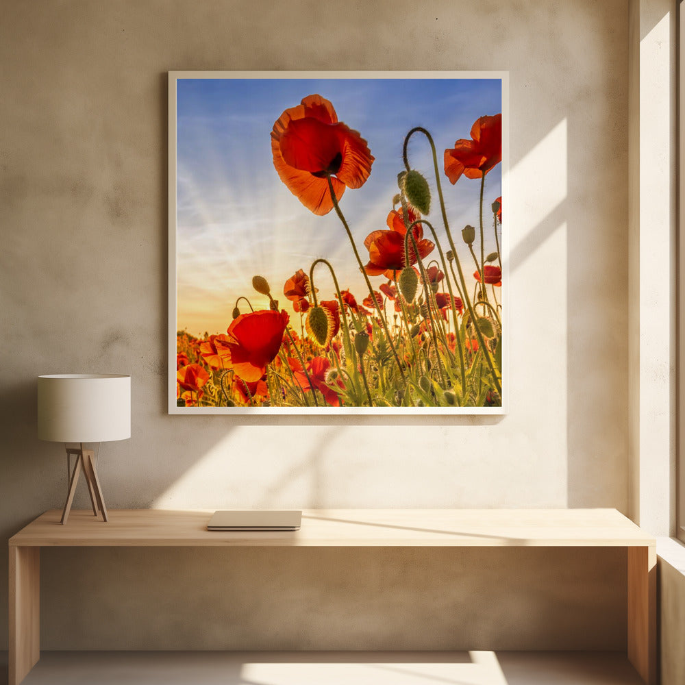 Wandbild Faszination Mohn