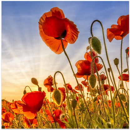 Wandbild Faszination Mohn