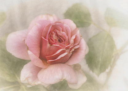 Wandbild glatte Rose