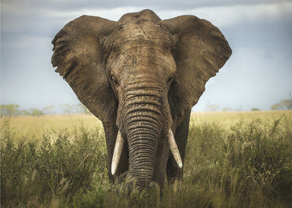Wandkunst-Begegnungen in der Serengeti. Elefant