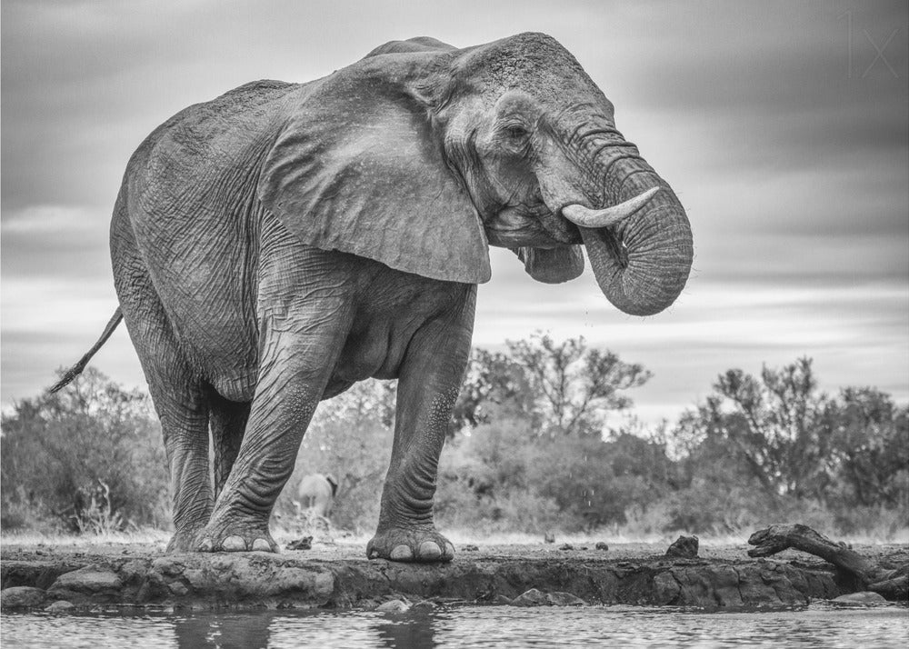 Wandbild Stehend Stolz. Elefant