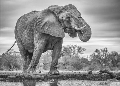 Wandbild Stehend Stolz. Elefant