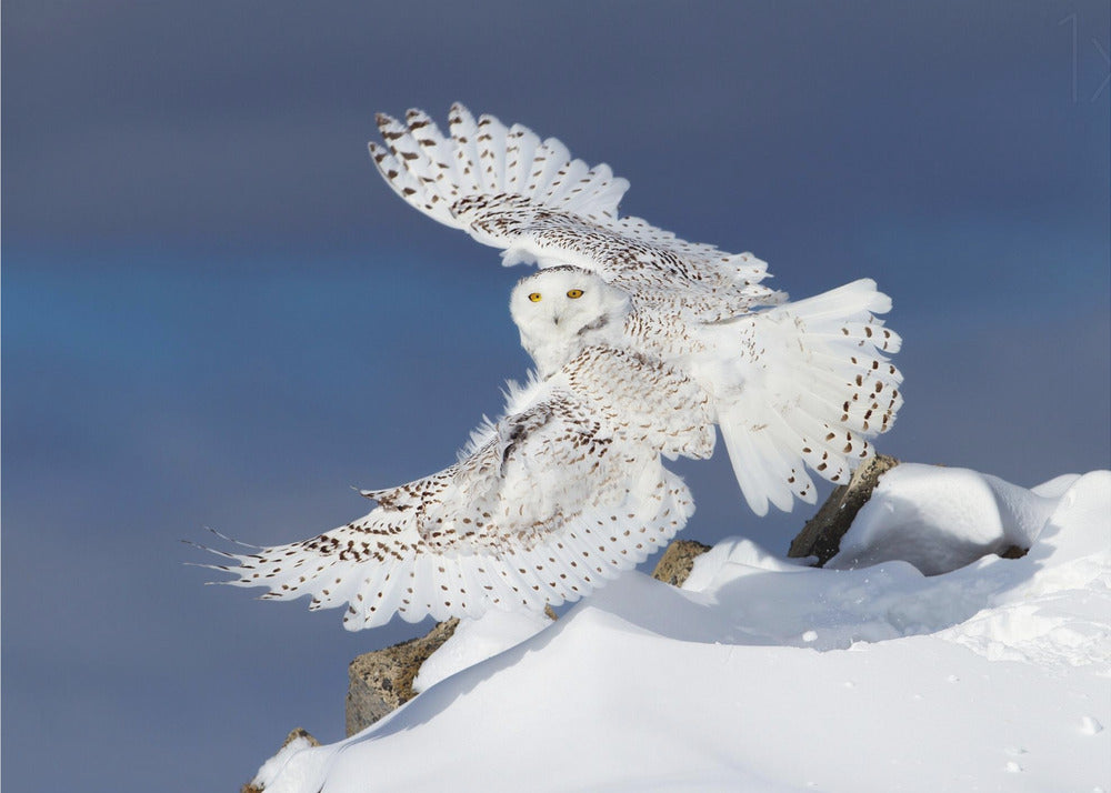 Wandbild Schnee-Eule im Flug
