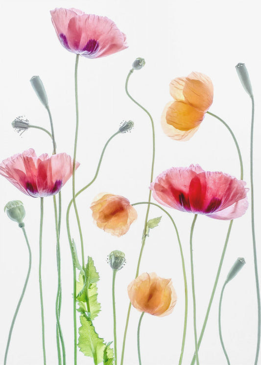 Wandbild Poppies1