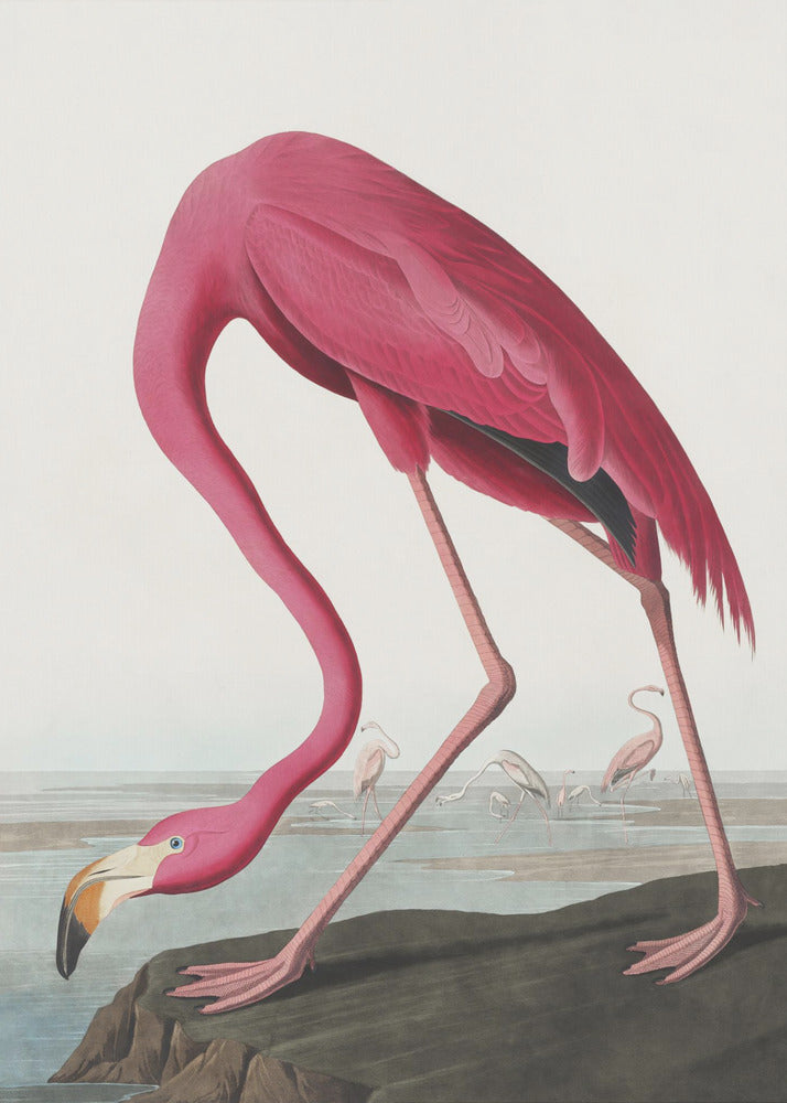 Rosa Flamingo II aus Die Vögel Amerikas (1827)