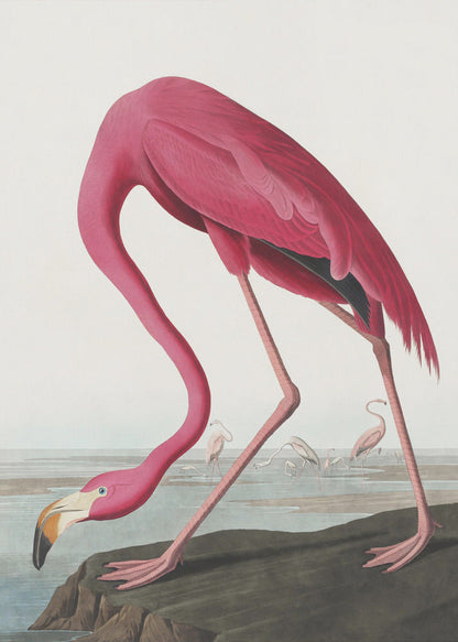 Rosa Flamingo II aus Die Vögel Amerikas (1827)