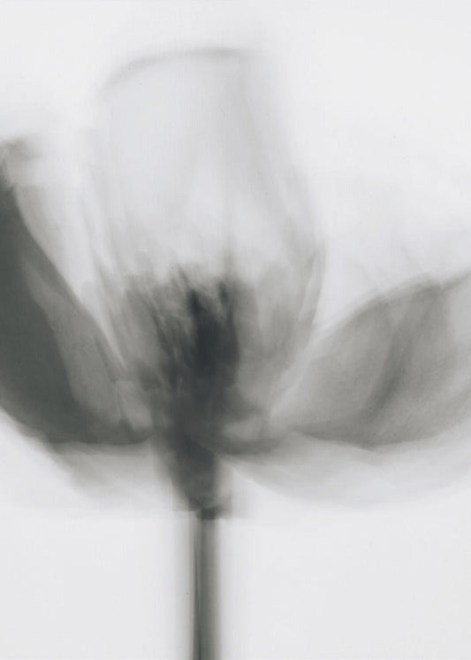 Wall art Mono Tulip