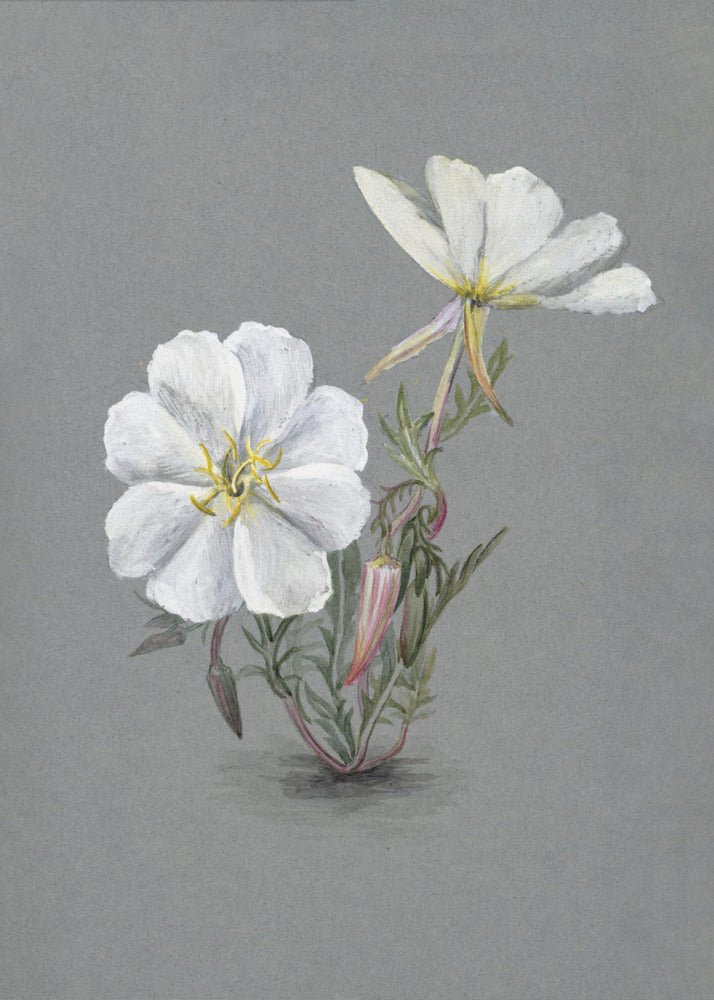 Wandkunst Riesen-Sumpf-Stendelwurz (1880)