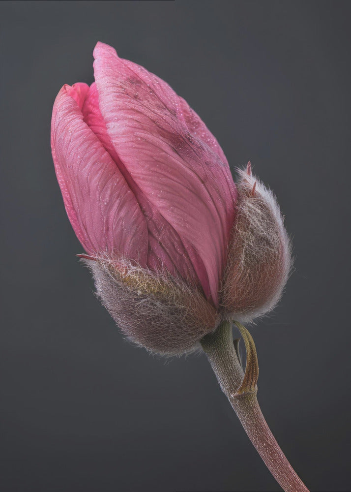 Wandbild Rosa Tulpe 1