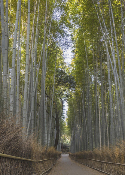 Wandbild Mächtiger Bambuswald von Arashiyama